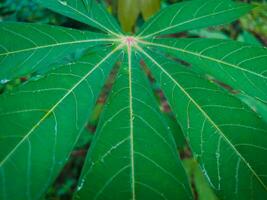maniok blad växter med en grön utseende är lämplig för de bakgrund foto