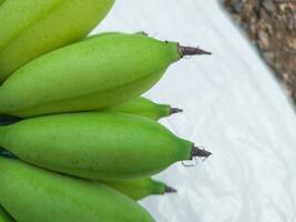 knippa av grön bananer i de trädgård. banan aawak jordbruks plantage foto