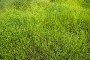 närbild grön lång gräs mönster textur kan vara Begagnade som en naturlig bakgrund tapet foto