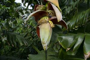blomma banan blomma är en friska näring vegetabiliska på de trädgård träd foto