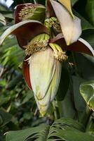 blomma banan blomma är en friska näring vegetabiliska på de trädgård träd foto