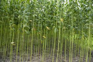 grön jute plantage fält. rå jute växt mönster textur bakgrund. detta är de kallad gyllene fiber i bangladesh foto