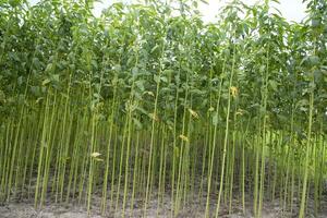 grön jute plantage fält. rå jute växt mönster textur bakgrund. detta är de kallad gyllene fiber i bangladesh foto