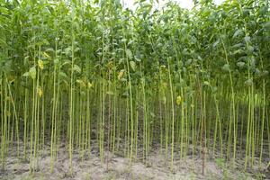 grön jute plantage fält. rå jute växt mönster textur bakgrund. detta är de kallad gyllene fiber i bangladesh foto