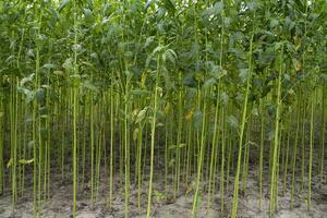 grön jute plantage fält. rå jute växt mönster textur bakgrund. detta är de kallad gyllene fiber i bangladesh foto