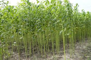 grön jute plantage fält. rå jute växt mönster textur bakgrund. detta är de kallad gyllene fiber i bangladesh foto