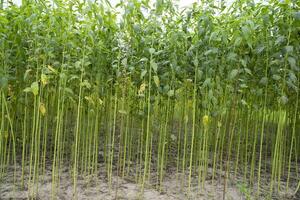 grön jute plantage fält. rå jute växt mönster textur bakgrund. detta är de kallad gyllene fiber i bangladesh foto