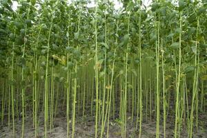 grön jute plantage fält. rå jute växt mönster textur bakgrund. detta är de kallad gyllene fiber i bangladesh foto