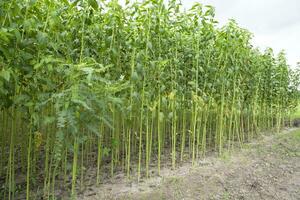 grön jute plantage fält. rå jute växt mönster textur bakgrund. detta är de kallad gyllene fiber i bangladesh foto
