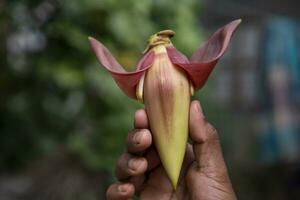 banan blomma i hand, bangladesh. vetenskaplig namn musa acuta foto