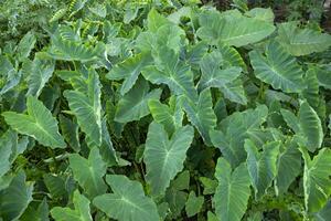 taro blad i de trädgård, taro löv bakgrund, colocasia esculenta foto