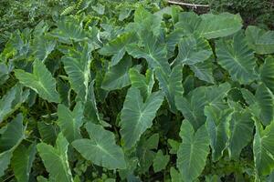 taro blad i de trädgård, taro löv bakgrund, colocasia esculenta foto