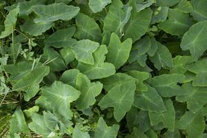 taro blad i de trädgård, taro löv bakgrund, colocasia esculenta foto