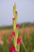 skön rosa gladiolus blommor i de fält. selektiv fokus foto