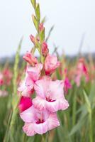 skön rosa gladiolus blommor i de fält. selektiv fokus foto