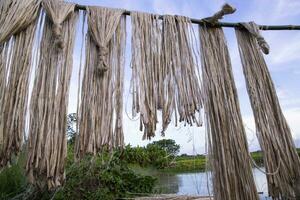 gyllene våt rå jute fiber hängande under de solljus för torkning i bangladesh foto