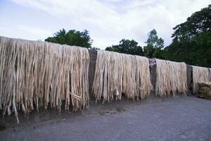 gyllene våt rå jute fiber hängande under de solljus för torkning i bangladesh foto