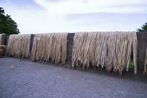 gyllene våt rå jute fiber hängande under de solljus för torkning i bangladesh foto