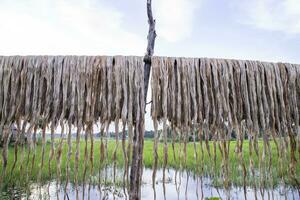 gyllene våt rå jute fiber hängande under de solljus för torkning i bangladesh foto