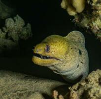 moray ål morra lycodontis undulatus i de röd hav ai generativ foto