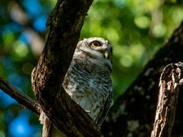 fick syn på owlet på träd i de trädgård foto