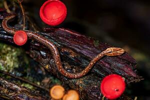 champagne svamp, rosa bränna kopp eller svampar kopp med orm på förfall trä i skog. foto