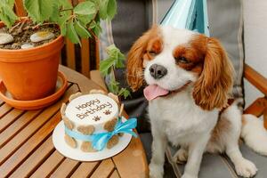 hundar födelsedag fest. kaka för sällskapsdjur tillverkad av småkakor i form av kött ben. söt hund bär fest hatt på tabell med utsökt födelsedag kaka foto