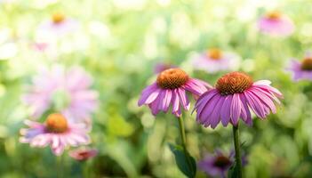 friska växt för förstärkning immunitet echinacea lila blommor i gräsmatta stänga upp. kopia Plats foto