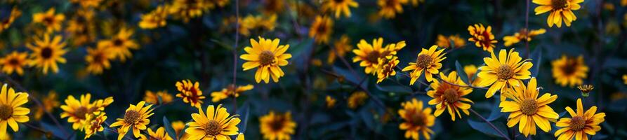 blommig bred baner med gul blommor och ljus grön löv. topp se. foto