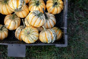 pumpor för försäljning på en pumpa lappa. halloween och höst pumpor staplade på varje Övrig för försäljning på en jordbrukare marknadsföra. orange grön pumpor. foto