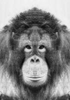en skön svart och vit porträtt av en apa på stänga räckvidd den där utseende på de kamera foto