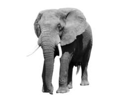 svart och vit porträtt av ett afrikansk elefant på en vit bakgrund. vild djur- foto