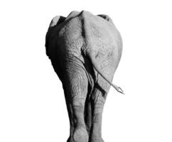svart och vit porträtt av ett afrikansk elefant på en vit bakgrund. bak- se. vild djur. foto