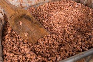 jästa och färska kakaobönor som ligger i trälådan foto