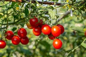 mogna röda tomater hänger på tomatträdet i trädgården foto