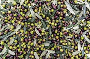 konsistens av nyskördad oliv