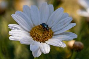 ympad på blomma foto