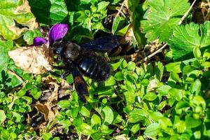 xylocopa violacea foto