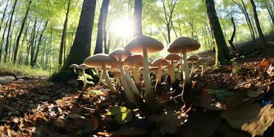 ai genererad. ai generativ. utomhus- natur vild landskap skog utforska resa äventyr med svamp hitta på jord. grafisk konst foto