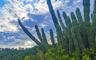 tropisk kaktusar kaktus växter naturlig djungel puerto escondido Mexiko. foto