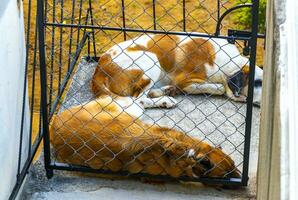 trött lat stor hundar liggande runt om efter äter i Mexiko. foto