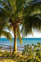 karibiska strand tropisk natur handflatan träd playa del carmen Mexiko. foto