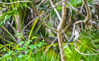 grå kingbird vit flugsnappare tropisk fågel fåglar karibiska natur Mexiko. foto