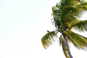 tropisk naturlig handflatan träd palmer blå himmel i Mexiko. foto