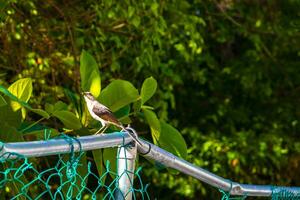 grå kingbird vit flugsnappare tropisk fågel fåglar karibiska natur Mexiko. foto