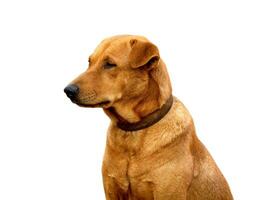 röd manlig hund isolerat vit bakgrund för både utskrift och webb sidor med skära väg och alfa kanal foto