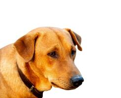 röd manlig hund isolerat vit bakgrund för både utskrift och webb sidor med skära väg och alfa kanal foto