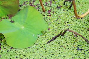 lotus blad med droppar av vatten och grön små löv flytande på de vatten foto