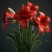 skön röd amaryllis blommor bukett på mörk bakgrund foto