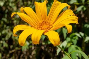 asteraceae vild gul blomma blomning när sommar säsong. med stänga upp Foto och grön blad bakgrund. de Foto är lämplig till använda sig av för botanisk innehåll media och blommor natur Foto bakgrund.